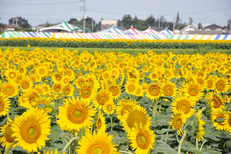 ひまわり畑の写真の画像 ひまわり畑の写真の画像
