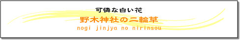 可憐な白い花　野木神社の二輪草