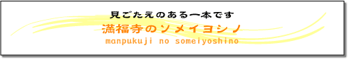 見ごたえのある一本です　満福寺のソメイヨシノ