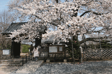 満福寺のソメイヨシノの写真