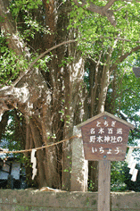 野木神社の大いちょうの写真の画像