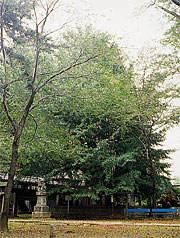 野木神社の大いちょうの写真の画像
