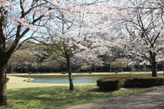 南赤塚ふれあい公園の写真