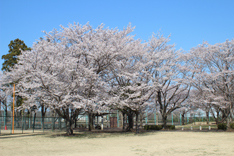 総合運動公園の写真