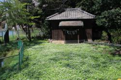 野木神社ニリンソウの画像