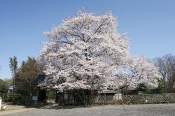 満福寺のソメイヨシノの画像