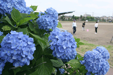 あじさい公園のあじさいの画像