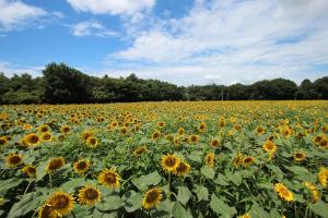 ひろコラム（Vol.63 ひまわりの里ー野木町）【南赤塚地区】