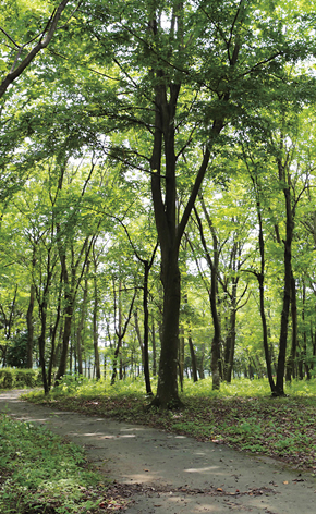 赤塚自然の森の画像