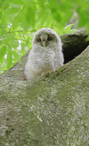 町の鳥「ふくろう」の画像