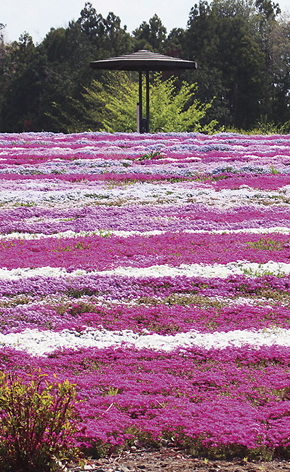 若の原農村公園の画像